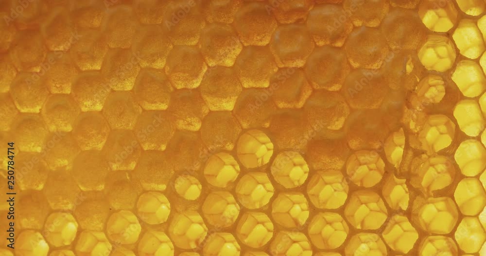 Honey comb macro Honey, bees, apiary. 4K Honey comb macro Honey, bees, apiary. 4K
