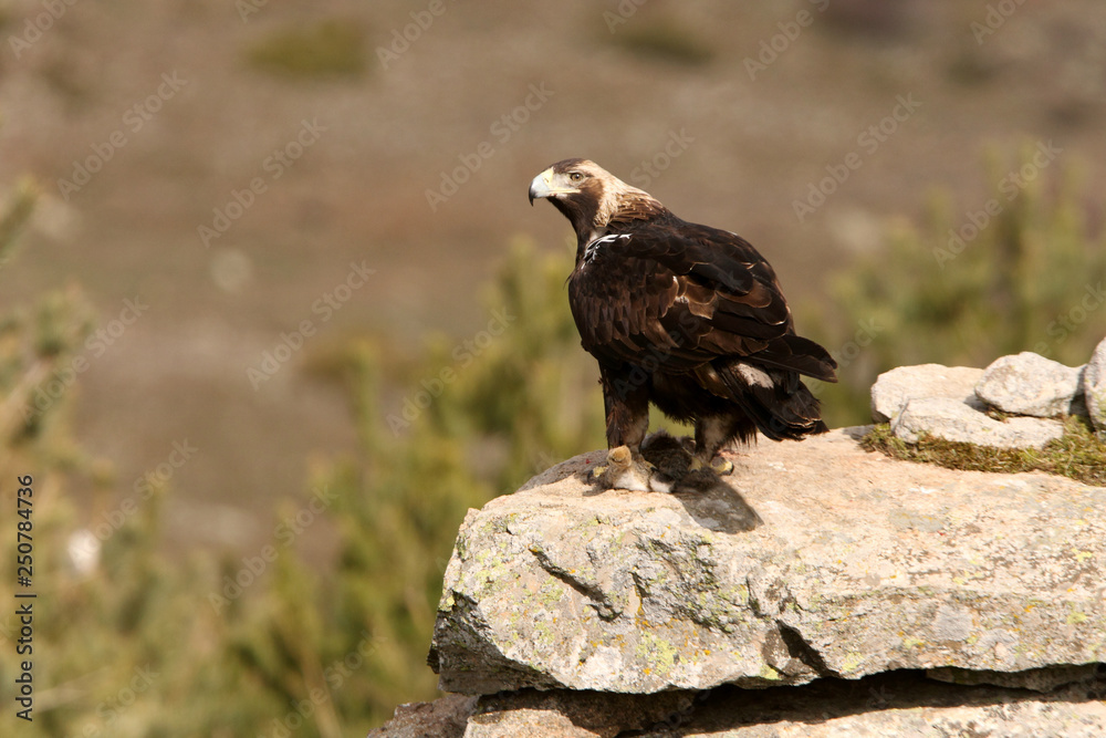 Fototapeta premium Spanish Imperial Eagle. Aquila adalberti