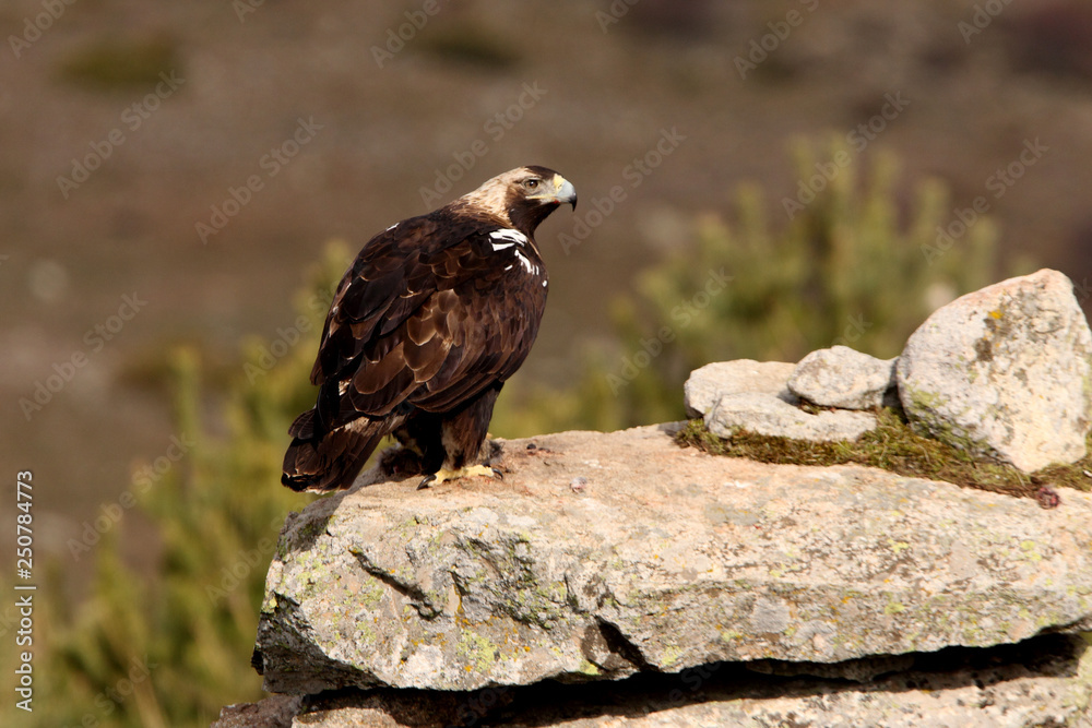 Spanish Imperial Eagle. Aquila adalberti Spanish Imperial Eagle. Aquila adalberti