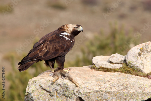 Spanish Imperial Eagle. Aquila adalberti