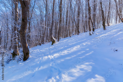 The beauty of the winter fo...