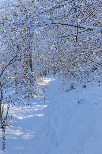 The beauty of the winter fo...