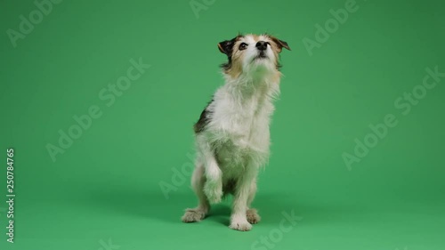 Dog on green screen background 4K - pet, puppy, animal