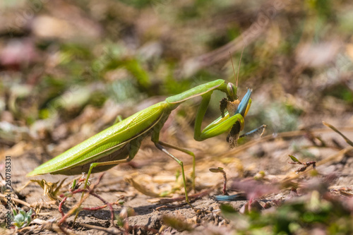 Green common mantis (mantis religious). Mantis in wildlife eats insect prey. limited depth of field with bokeh.