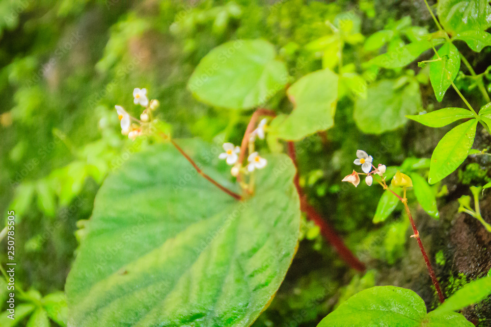 Green moss and vine leaves on the wet rocks nearby waterfall. Green moss and vine leaves on the wet rocks nearby waterfall.