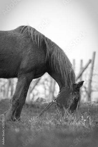 horse in the wildlife