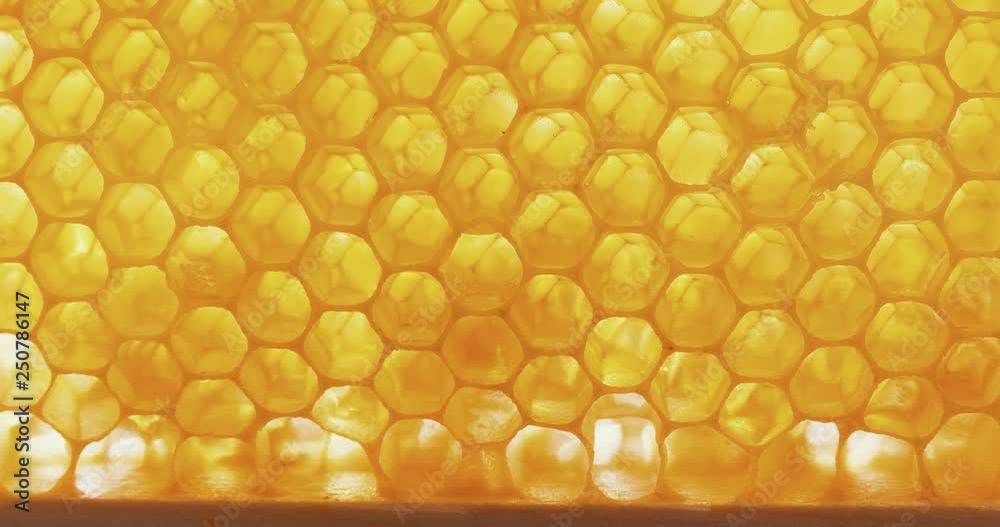 Honey comb macro Honey, bees, apiary. 4K Honey comb macro Honey, bees, apiary. 4K