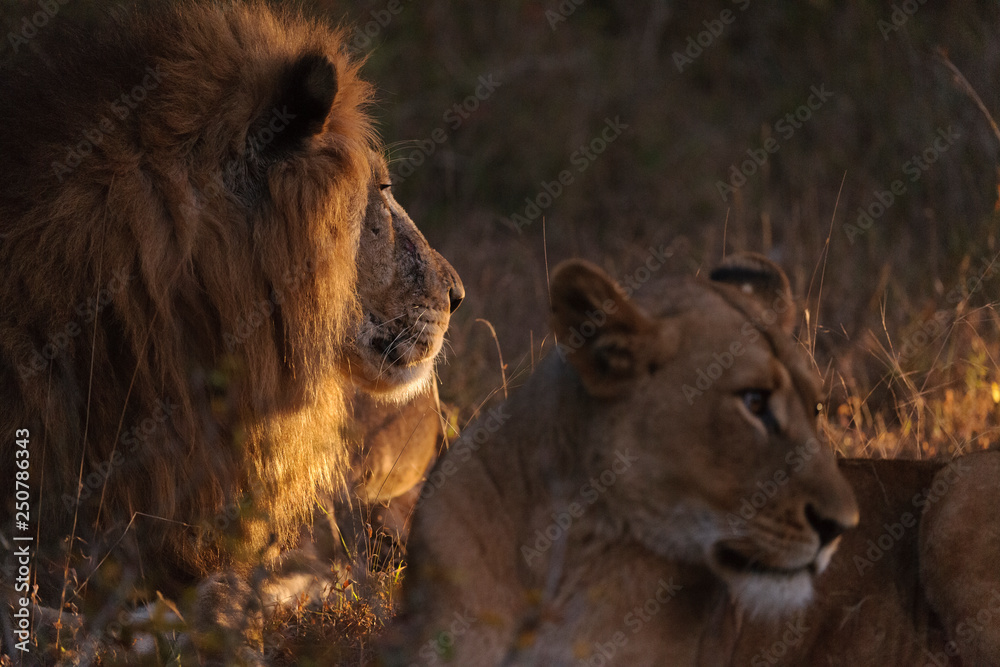 Naklejka premium Lion (Panthera leo) at night. KwaZulu Natal. South Africa