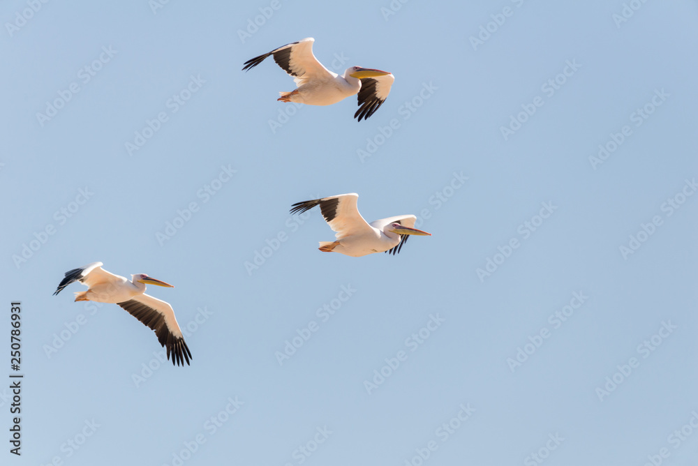 Obraz premium Pelican migration at Emek Hefer