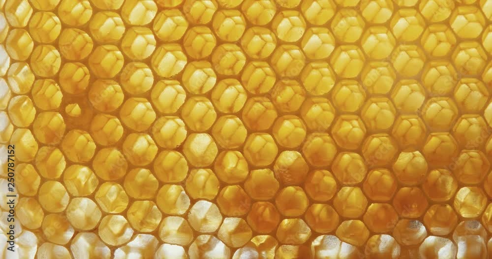 Honey comb macro Honey, bees, apiary. 4K Honey comb macro Honey, bees, apiary. 4K
