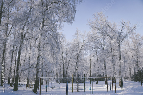 Winter  forest.