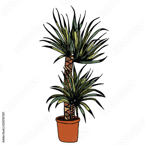 Palm Home plant in pot design isolated object