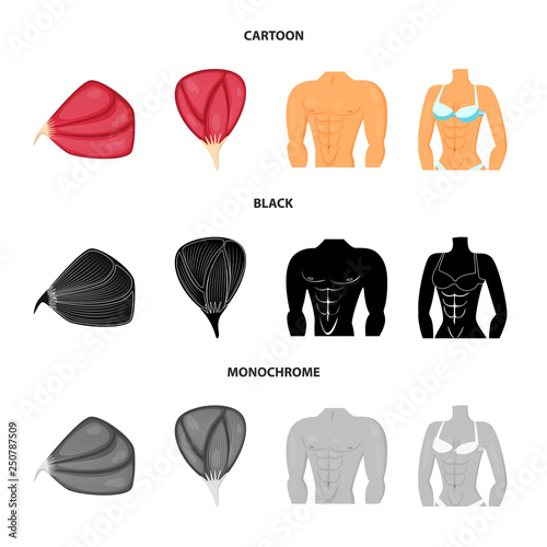 Vector illustration of fiber and muscular sign. Set of fiber and body  stock vector illustration.