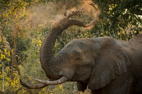 African bush elephant  Loxodonta africana  aka African savanna elephant or African elephant sand bathing. KwaZulu Natal. South Africa