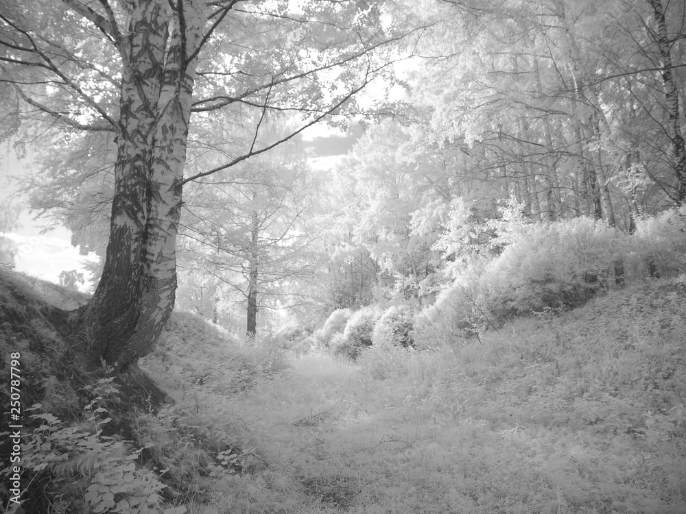Obraz premium Infra red photography IR photo