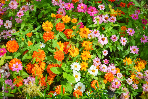 Colorful flower texture background blooming pink orange yellow and white flowers and green leaf