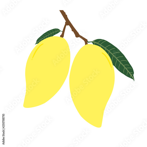 Two ripe mango and leaf with branch