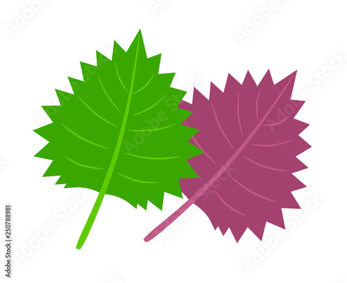 青じそと赤じそ Stock イラスト Adobe Stock