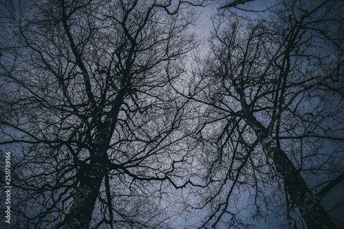 silhouette of a tree