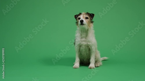 Dog on green screen background 4K - pet, puppy, animal