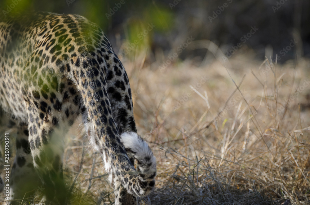 Naklejka premium Leopard (Panthera pardus). Mpumlanga. South Africa