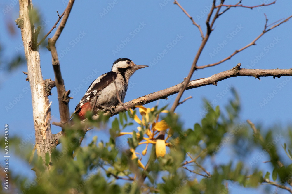 The Great Spotted Woodpecker is sitting on a thick branch and looking for food. Green leaves against the blue sky. Bright sunny day. The Great Spotted Woodpecker is sitting on a thick branch and looking for food. Green leaves against the blue sky. Bright sunny day.