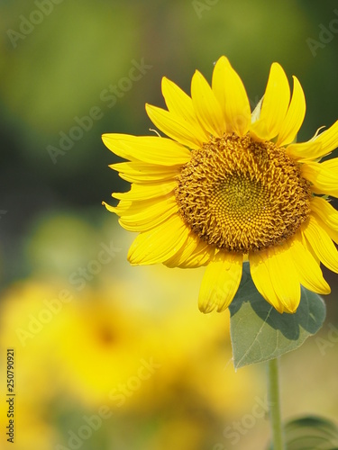 sunflower yellow flower on blur nature background