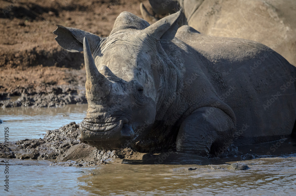 Fototapeta premium White rhinoceros or square-lipped rhinoceros or rhino (Ceratotherium simum) wallowing in a waterhole. KwaZulu Natal. South Africa