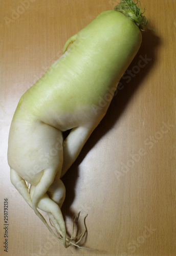 Canvastavla 大根_奇形