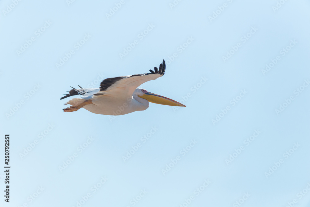 Obraz premium Pelican migration at Emek Hefer