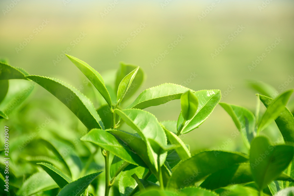 Harvest time with morning light for organic green tea in plantation field. Harvest time with morning light for organic green tea in plantation field.
