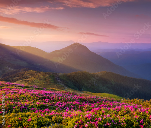 Mountains during flowers blossom and sunrise. Flowers on mountain hills. Natural landscape at the summer time. Mountains range. Mountain - image