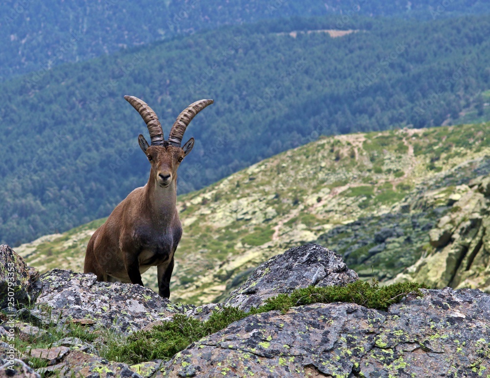 Ejemplar de Capra pyrenaica (cabra montés) mirando a la cámara, España.