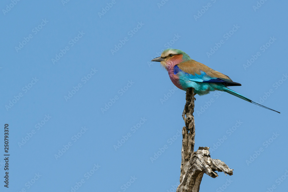 Lilac-breasted roller (Coracias caudatus). Limpopo Province. South Africa Lilac-breasted roller (Coracias caudatus). Limpopo Province. South Africa