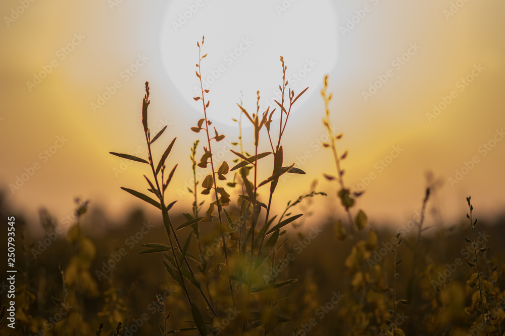 Obraz premium sunset over wheat field