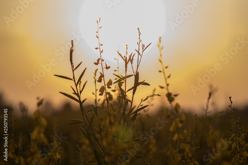 sunset over wheat field