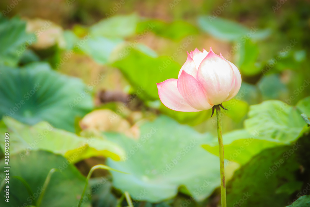 Pink sacred lotus flower (Nelumbo nucifera) with green leaves in nature background. Nelumbo nucifera, also known as Indian lotus, sacred lotus, bean of India, Egyptian bean or simply lotus. Pink sacred lotus flower (Nelumbo nucifera) with green leaves in nature background. Nelumbo nucifera, also known as Indian lotus, sacred lotus, bean of India, Egyptian bean or simply lotus.
