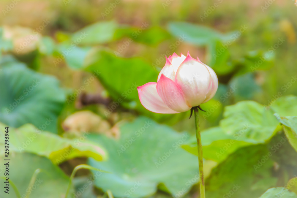 Pink sacred lotus flower (Nelumbo nucifera) with green leaves in nature background. Nelumbo nucifera, also known as Indian lotus, sacred lotus, bean of India, Egyptian bean or simply lotus.