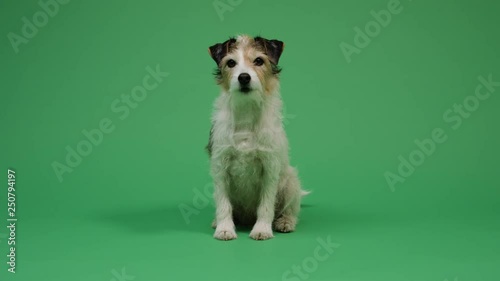 Dog on green screen background 4K - pet, puppy, animal