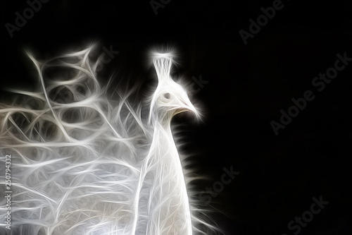Fractal portrait of a rare white palina on a contrasting black background photo