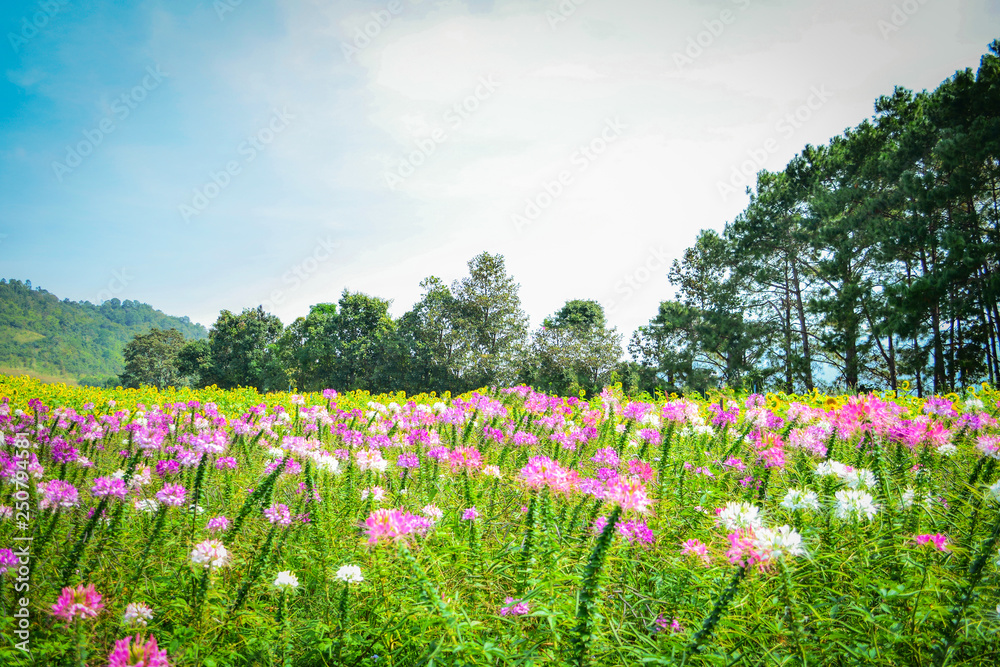 Beautiful spider flower pink and white blossom in the flower field spring colorful garden