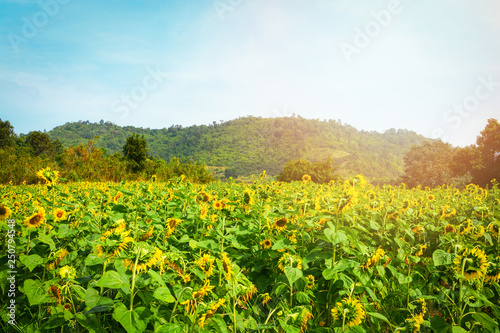 Sunflower field with mountain background and sunlight in the morning