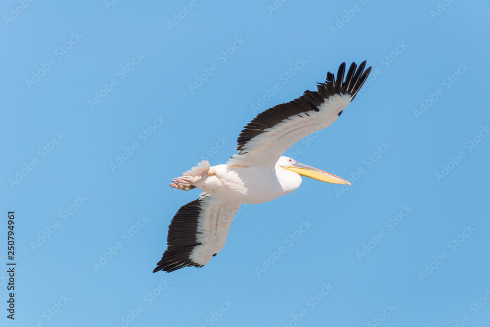 Pelican migration at Emek Hefer Pelican migration at Emek Hefer