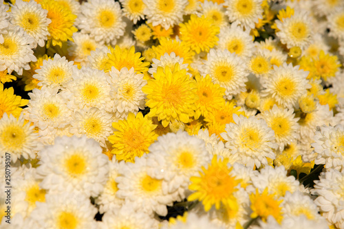 Beautiful dandelion background  yellow flowers is blooming in th