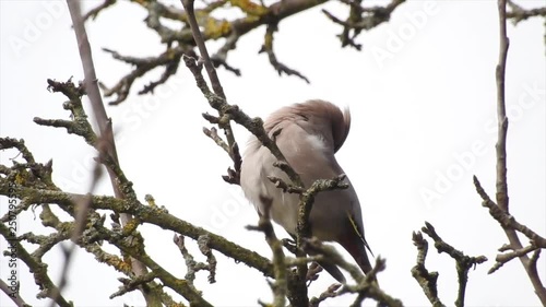 Seidenschwanz (Bombycilla garrulus) putzt sich photo