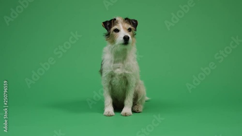Dog on green screen background 4K - pet, puppy, animal