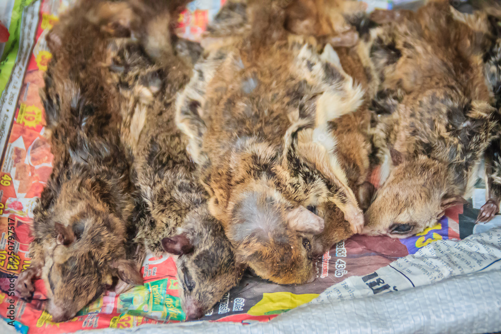 Sunda flying lemur for sale in the wild market at ThaiCambodia border