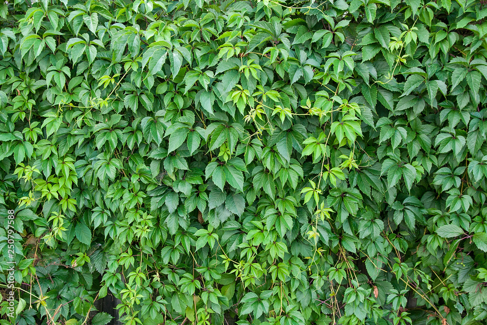 Natural background. Green leaves of wild grapes on the wooden fence. . Natural background. Green leaves of wild grapes on the wooden fence. .