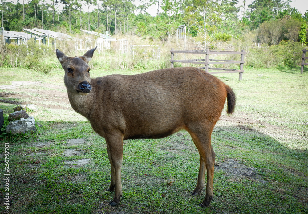 Female red deer looking in the national park Female red deer looking in the national park