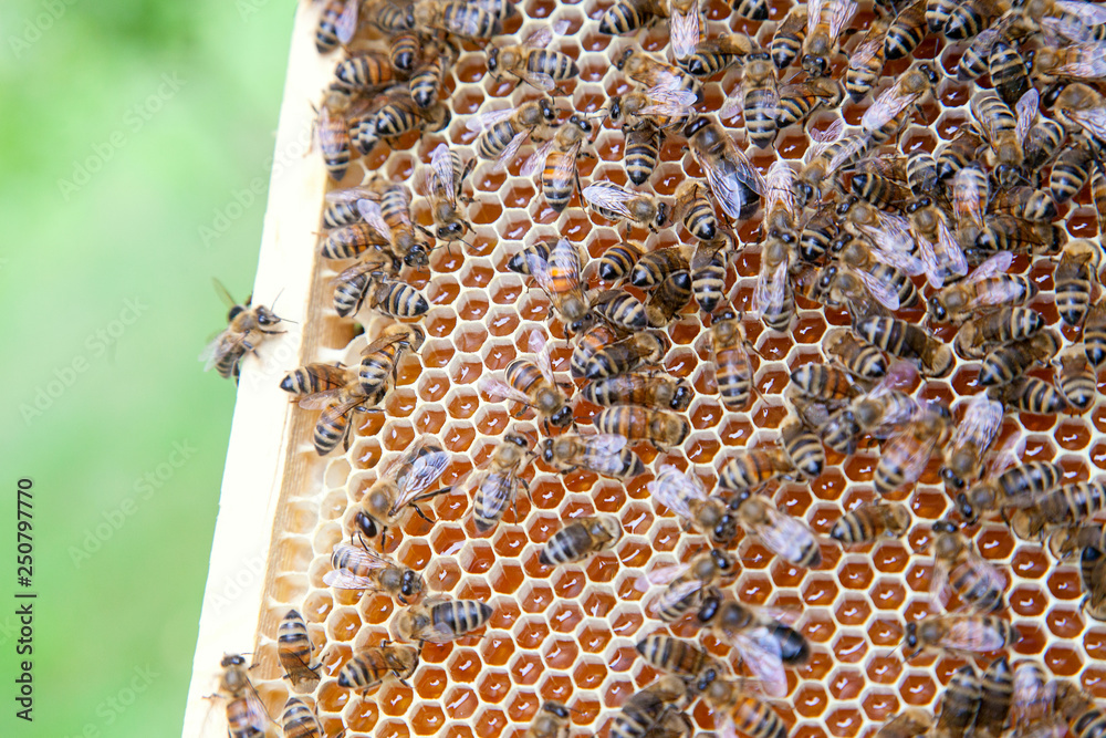 Close up view of working bees on honeycomb with sweet honey. Close up view of working bees on honeycomb with sweet honey.